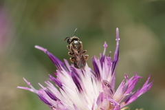 Halictus gemmeus