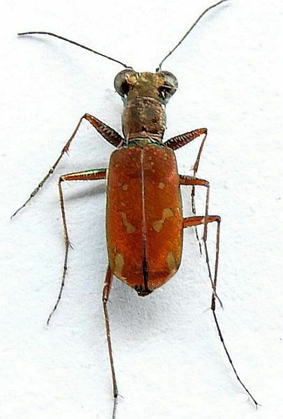 Sonoran Tiger Beetle