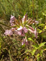 Microbotryum saponariae