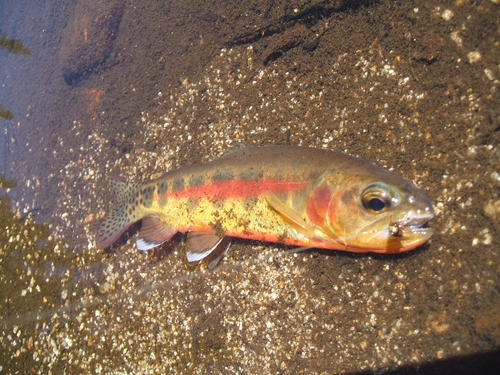 Golden Trout