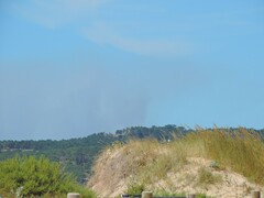 Pancratium maritimum