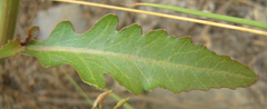 Rorippa