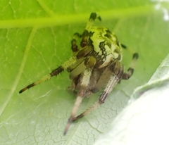 Araneus marmoreus