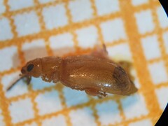 Podagrica decolorata