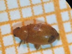 Podagrica decolorata