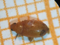 Podagrica decolorata