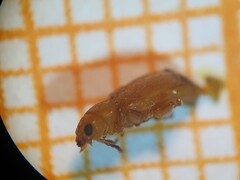 Podagrica decolorata