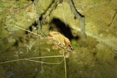 Paralebeda plagifera