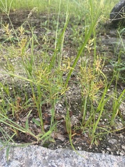 Cyperus microiria