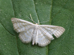 Idaea pallidata