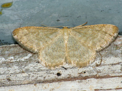 Idaea pallidata