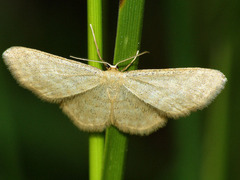 Idaea pallidata