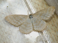 Idaea pallidata