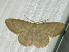 Idaea pallidata