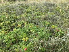 Rosa rugosa