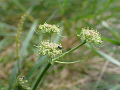 Selinum pyrenaeum