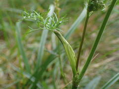 Selinum pyrenaeum