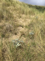 Eryngium maritimum