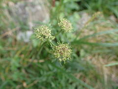 Selinum pyrenaeum