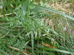 Selinum pyrenaeum