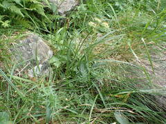 Selinum pyrenaeum