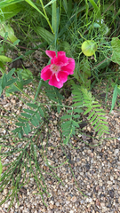 Magnoliopsida