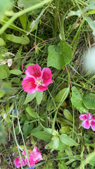 Magnoliopsida