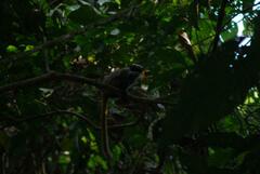 Saguinus imperator subgrisescens