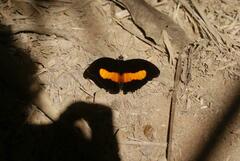 Catonephele acontius