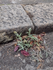 Helichrysum luteoalbum
