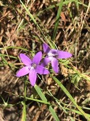 Campanula lusitanica