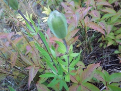 Lilium philadelphicum