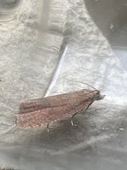 Celypha rosaceana