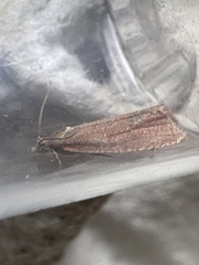 Celypha rosaceana