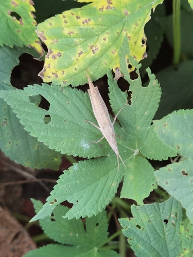 Atractomorpha lata