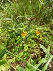 Rhynchocorys orientalis