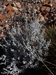 Anemocarpa saxatilis