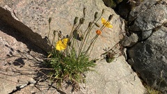 Papaver croceum