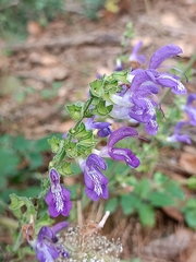 Salvia forskaehlei