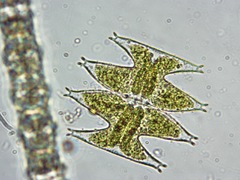 Micrasterias pinnatifida