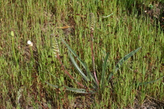 Echiostachys incanus