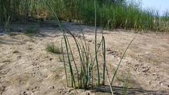 Schoenoplectus lacustris