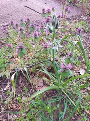 Ornithogalum boucheanum