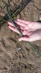 Schoenoplectus lacustris