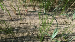 Schoenoplectus lacustris