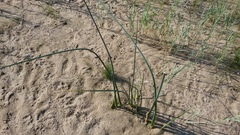 Schoenoplectus lacustris