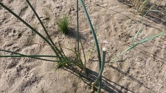 Schoenoplectus lacustris