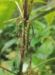 Melanchra persicariae