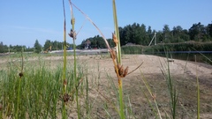 Bolboschoenus maritimus