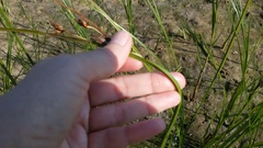 Bolboschoenus maritimus